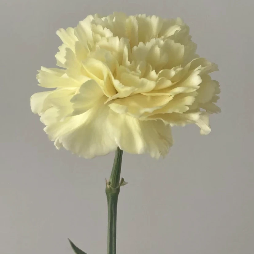 【奶油】康乃馨家用鲜花/花束   云南鲜花基地直发