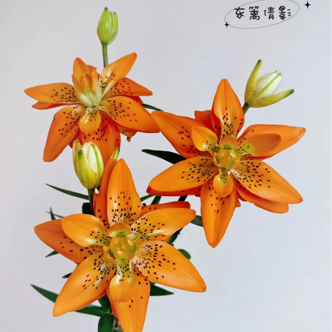 加购【东篱倩影】百合家用鲜花/花束   云南鲜花基地直发