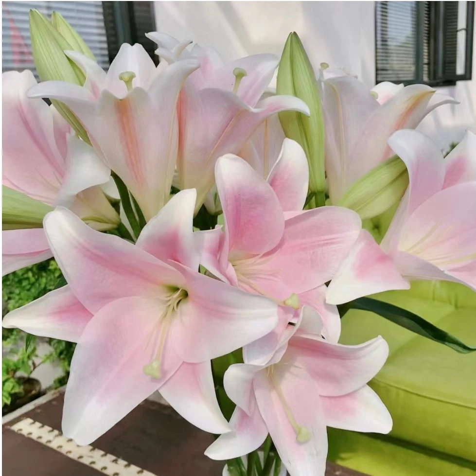 【粉铁炮】香水百合家用鲜花/花束 云南鲜花基地直发