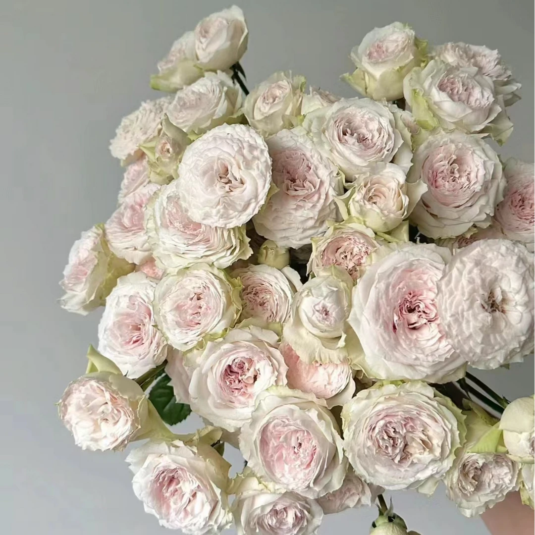 【翡翠台】玫瑰家用鲜花/花束  云南鲜花基地直发