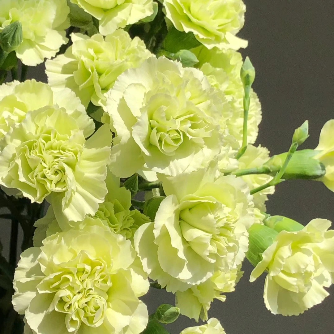 【抹茶绿 多头康乃馨】家用鲜花/花束  云南鲜花基地直发