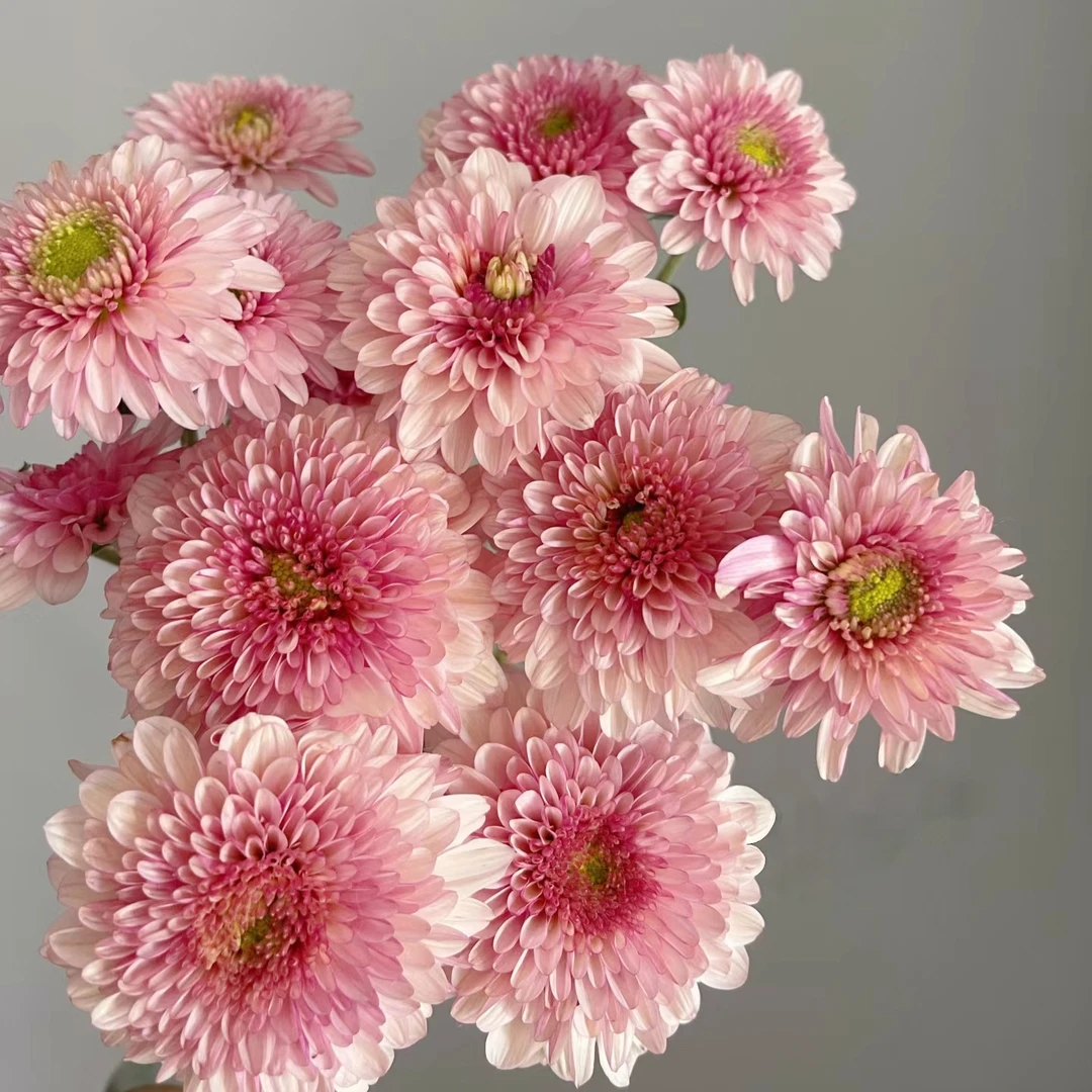 【波多利粉】小菊家用鲜花/花束  云南鲜花基地直发