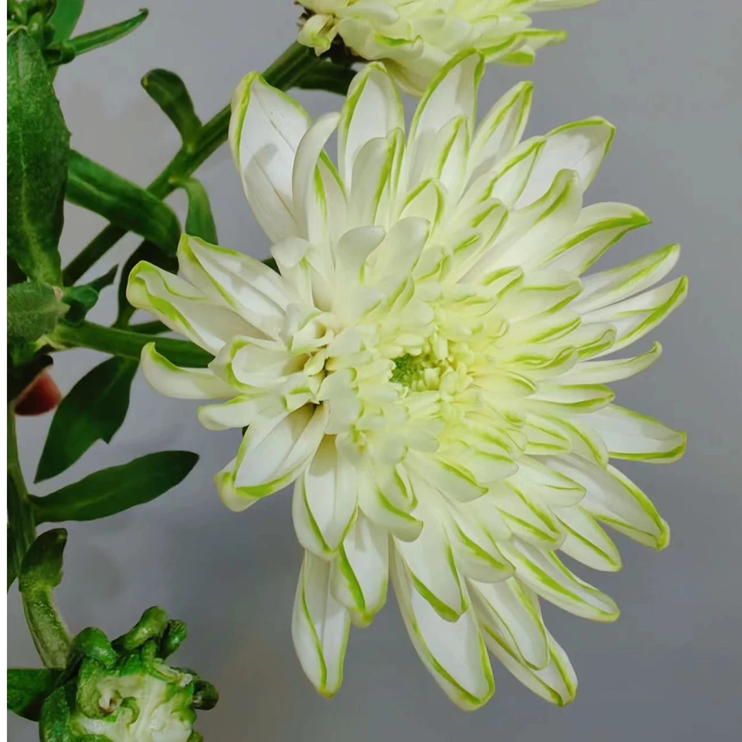 【绿天赞】小菊家用鲜花/花束   云南鲜花基地直发