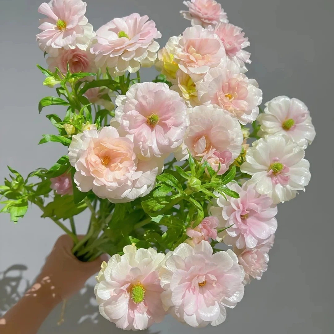 【蝴蝶洋牡丹】任意两单顺丰冷链包邮，偏远10元运费