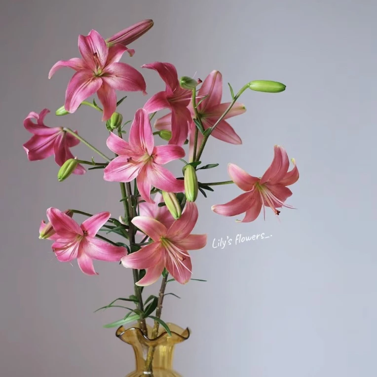 【飞鱼】老王百合家用鲜花/花束   云南鲜花基地直发