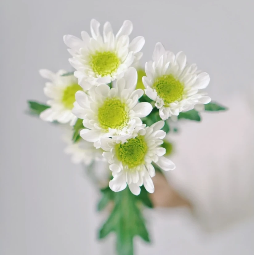 【芮白】小菊不包邮一个运费任意拍云南鲜花基地直发