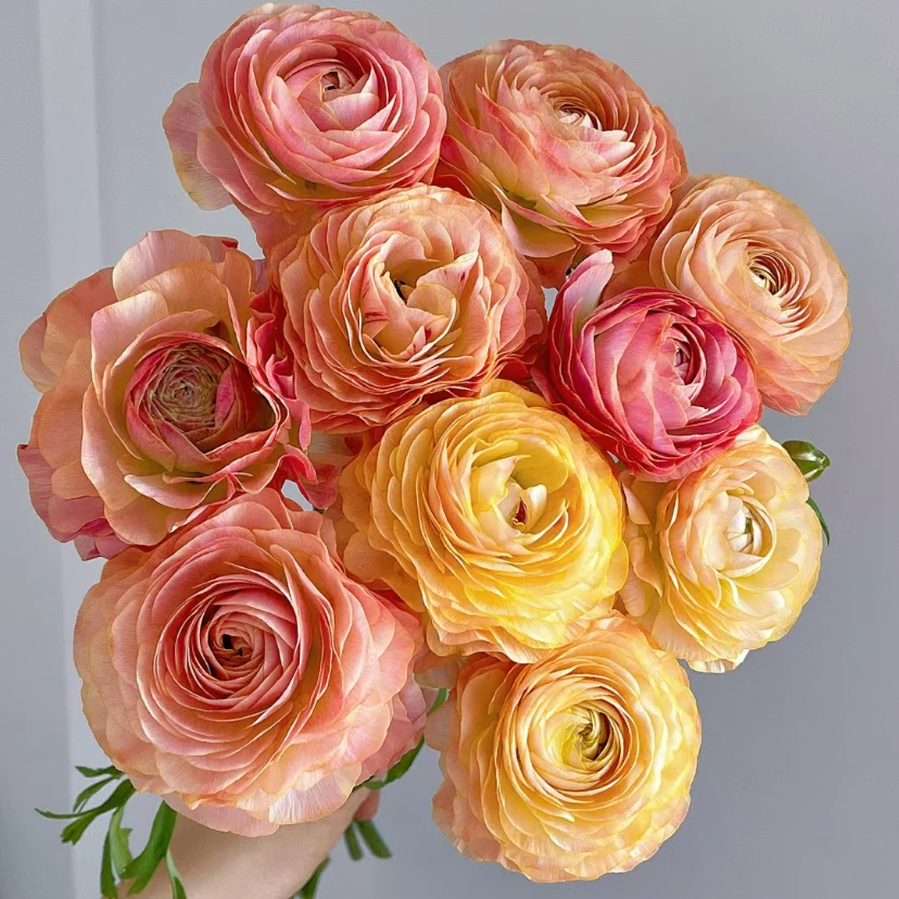 【极光】洋牡丹不包邮一个运费任意拍