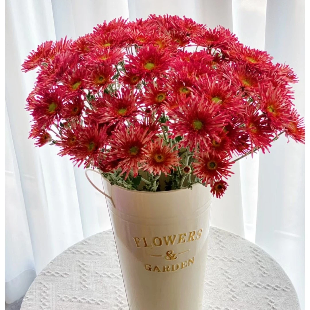 【草莓糖】小菊家用鲜花/花束   云南鲜花基地直发