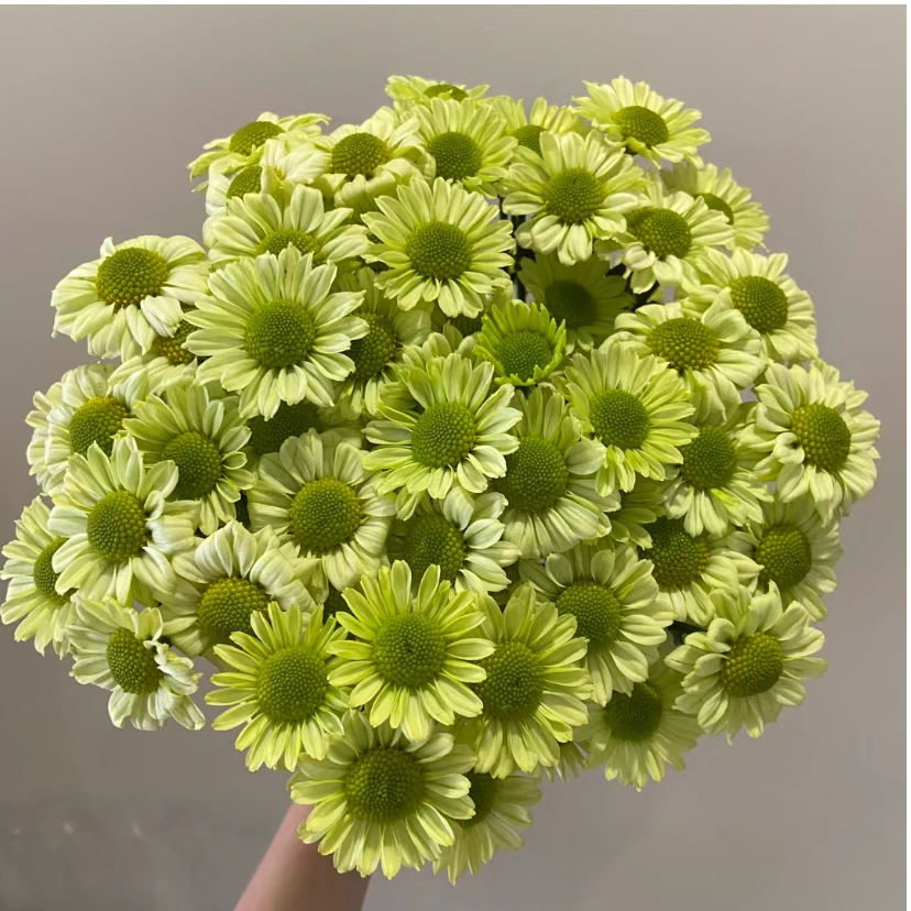 【抹茶】小菊家用鲜花/花束 云南鲜花基地直发