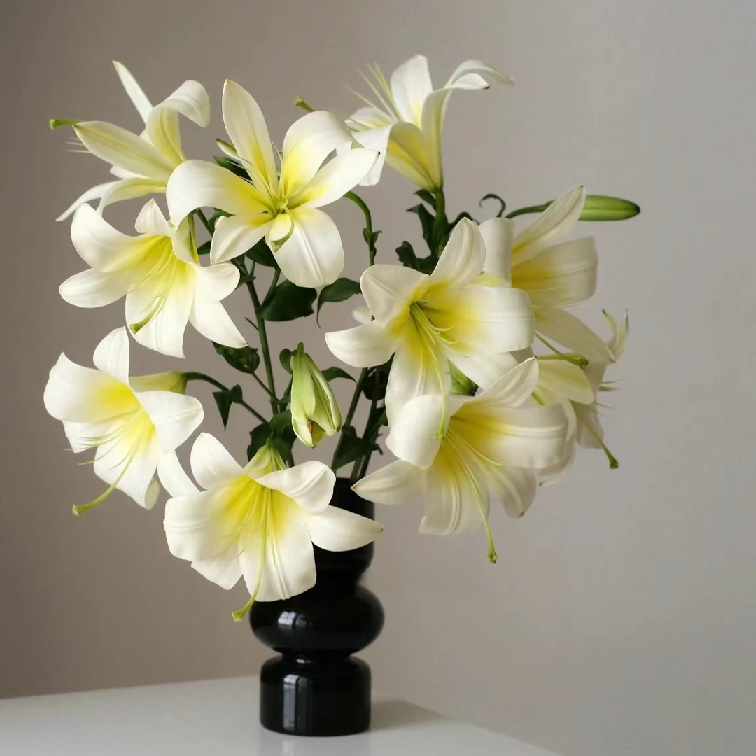 【白色星球】百合家用鲜花/花束 云南鲜花基地直发