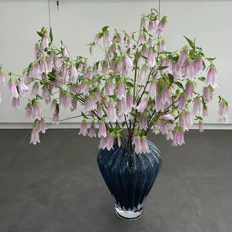【紫斑风铃花】2单正价包邮 偏远地区有运费 云南鲜花基地直发