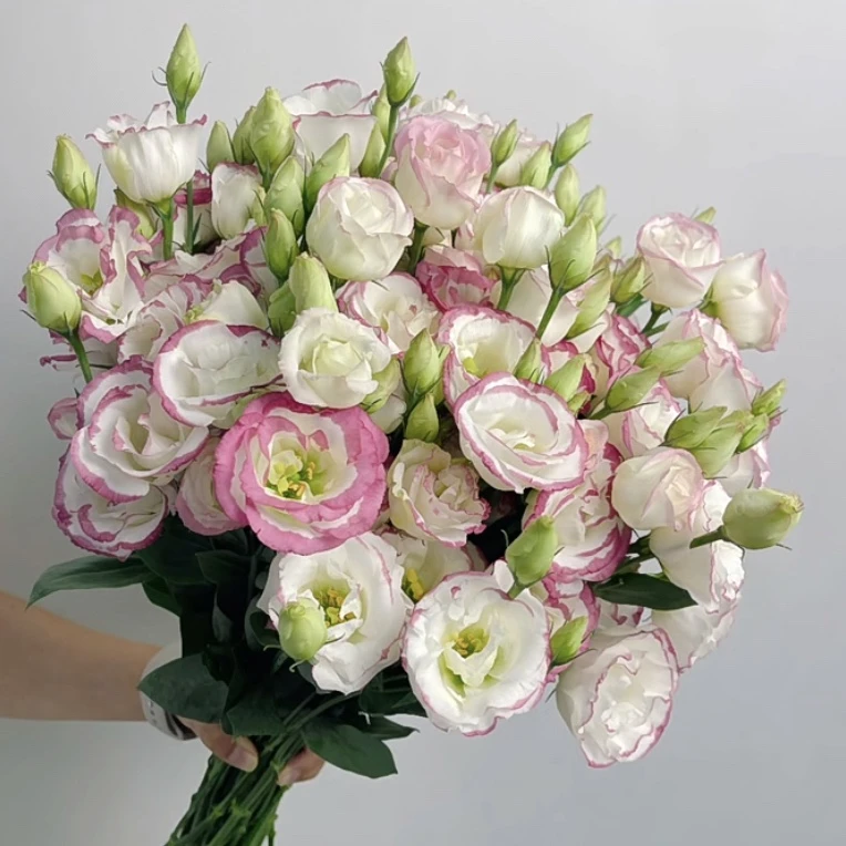 加购【曼舞  立深洋桔梗】  任意两单包邮，偏远地区有运费