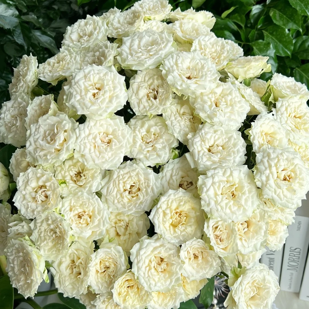 【永恒罗拉】玫瑰鲜花/花束 云南鲜花基地直发