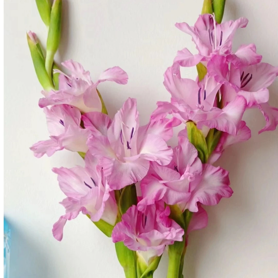 【花脸剑兰】家用鲜花/花束  云南鲜花基地直发