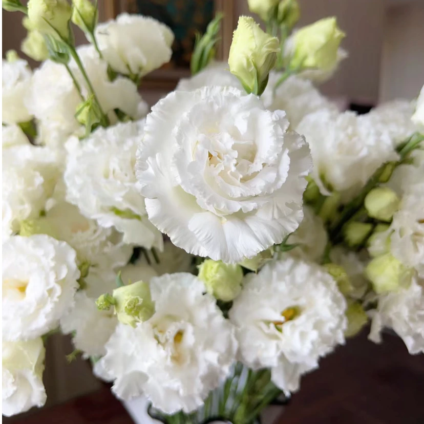 【韶华洋桔梗】家用鲜花/花束   云南鲜花基地直发