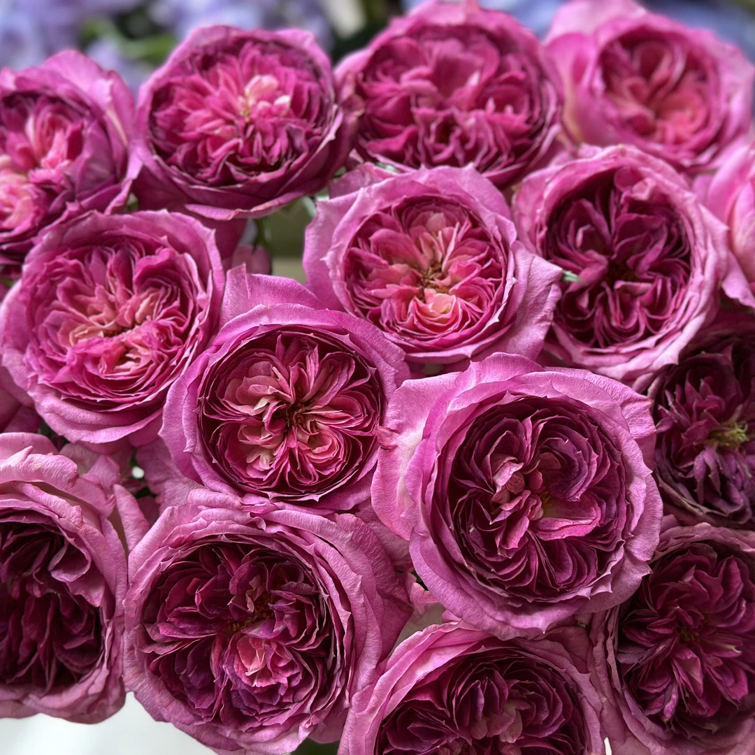 【蓝莓蛋糕】玫瑰家用鲜花/花束 云南鲜花基地直发