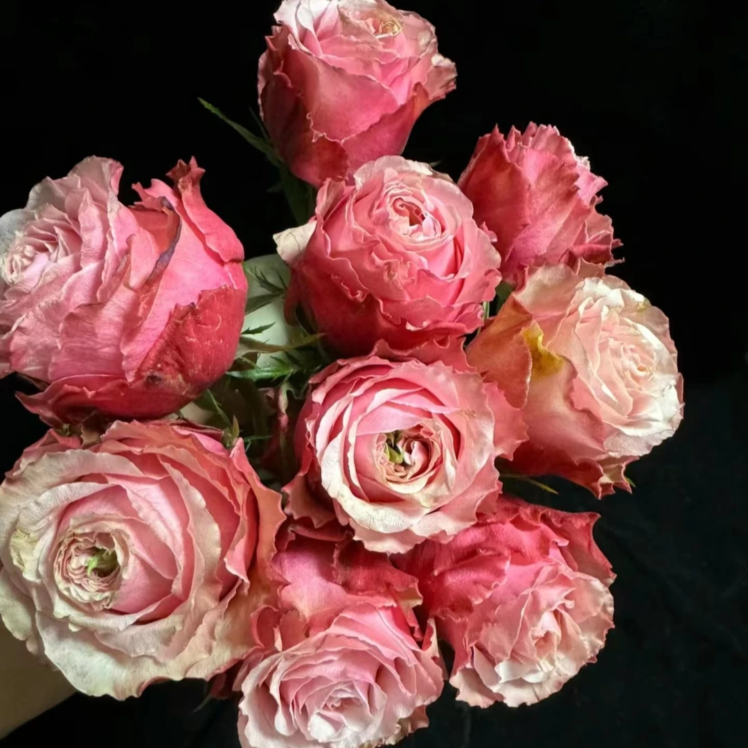 【伯利兹】玫瑰家用鲜花/花束 云南鲜花基地直发