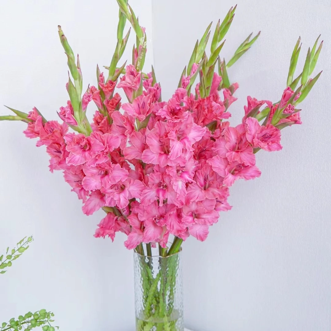 老王【紫云间】剑兰家用鲜花/花束  云南鲜花基地直发