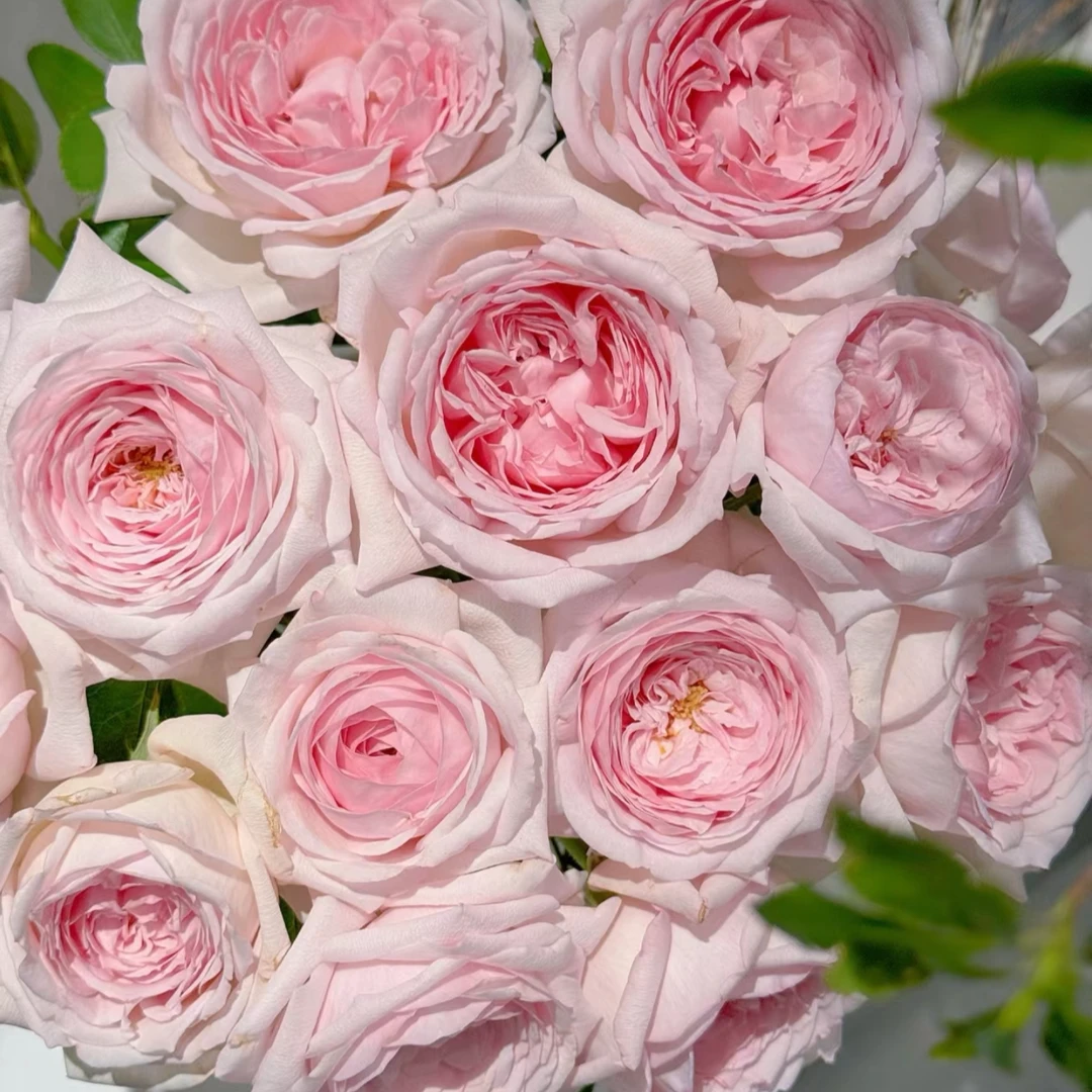 【奥利维亚】玫瑰鲜花/花束 云南鲜花基地直发