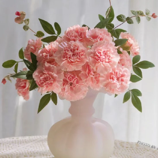 【粉钻】康乃馨家用鲜花/花束   云南鲜花基地直发