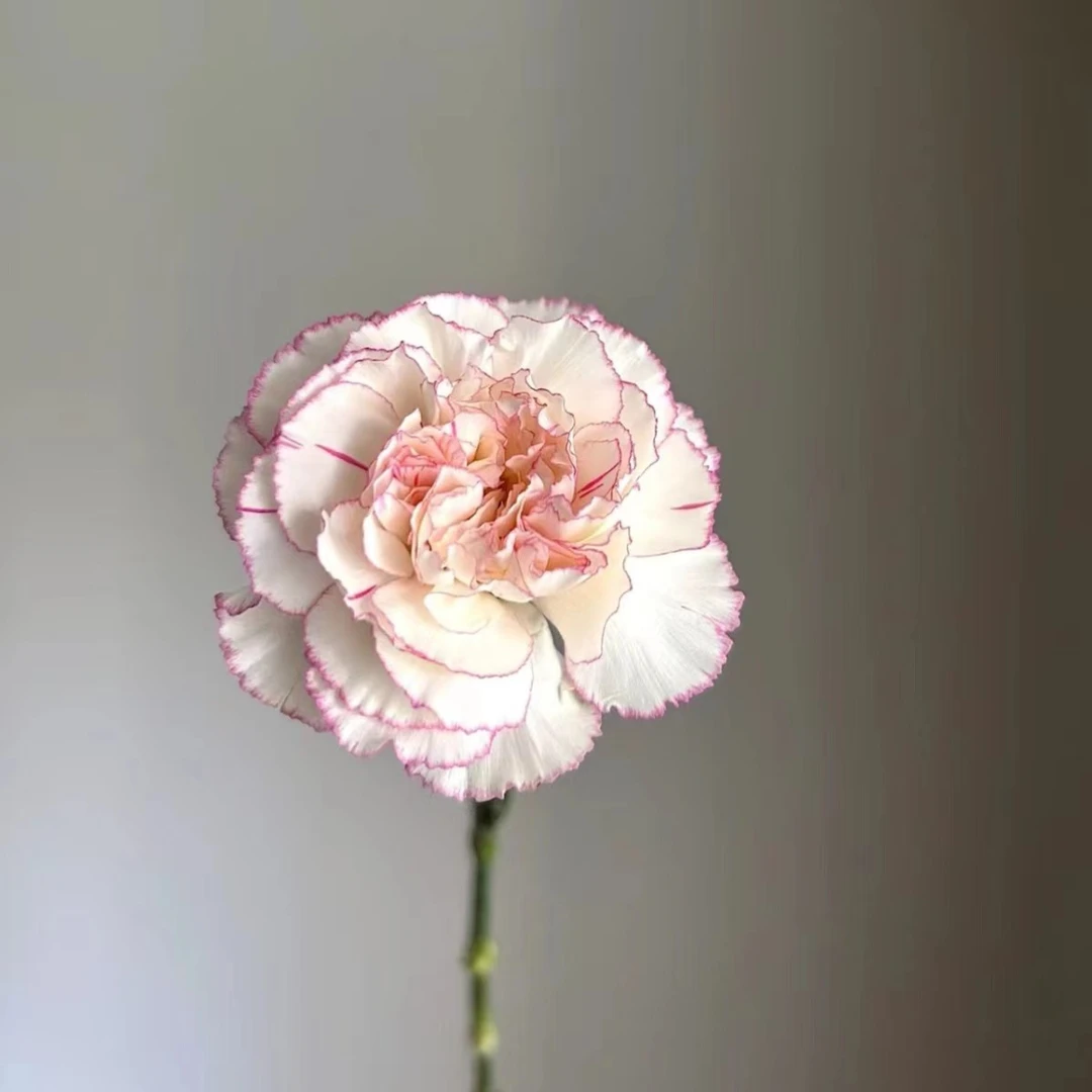 【卡特琳】康乃馨不包邮一个运费任意拍  云南鲜花基地直发