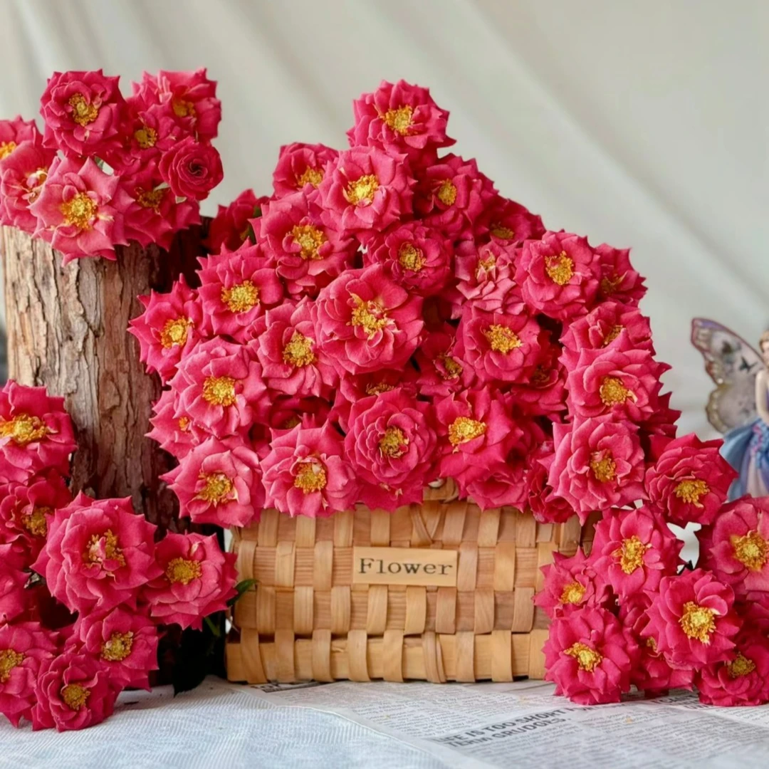 【丹瑛】玫瑰2单正价包邮 偏远地区有运费 云南鲜花直发