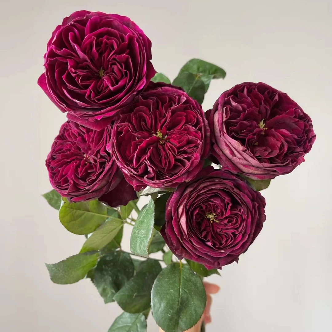 加购【皇宫】基地直发玫瑰