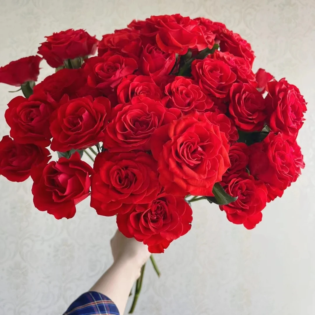 【霓虹泡泡】玫瑰2单正价包邮，偏远地区有运费  云南鲜花基地直发