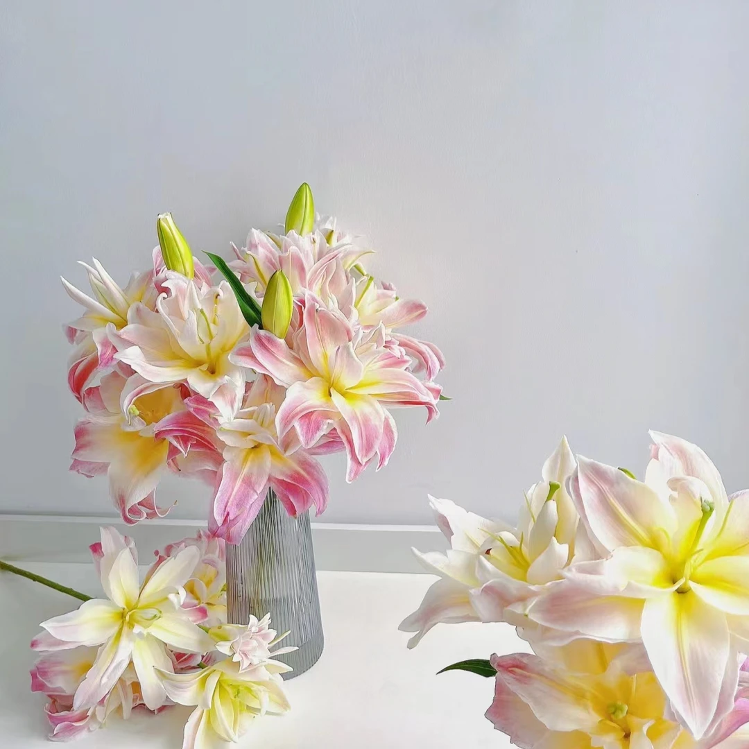 加购【百合/剑兰 链接】 鲜花/花束 云南鲜花基地直发