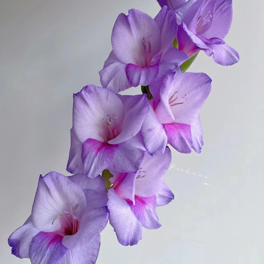 【紫苏剑兰】剑兰家用鲜花/花束  云南鲜花基地直发