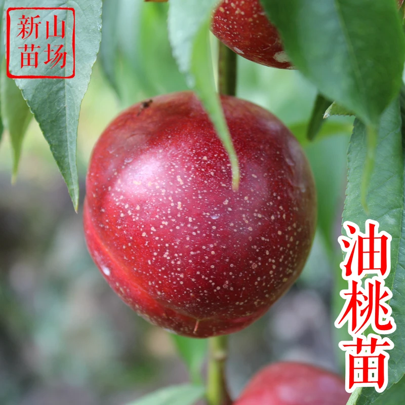 【油桃树苗】曙光桃早红宝石中油蜜玉珠玉黄肉白肉光珍珠枣油桃子苗