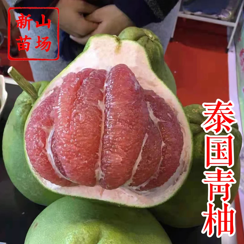 【泰国红宝石青柚苗】盆栽地栽新品种红肉红心嫁接柚子树苗一年苗