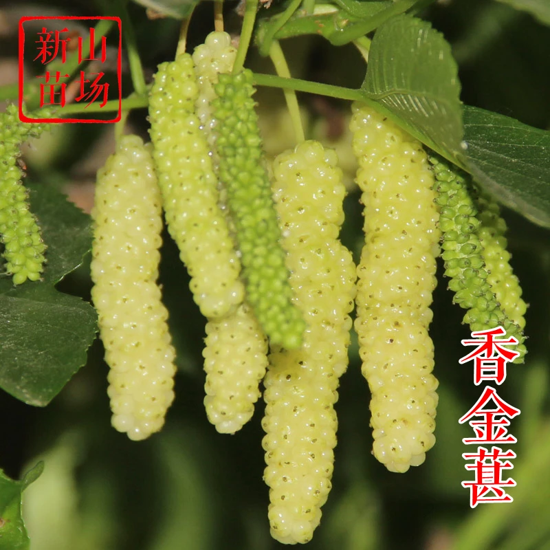 【香金葚果桑苗】新品种黄金桑香葚台湾白长果桑椹嫁接树苗