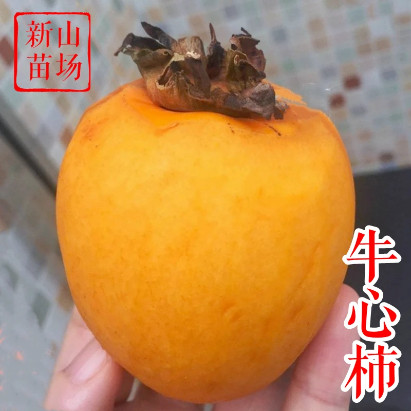 【牛心柿树苗】涩柿软柿吊红柿饼鸡心柿易管理丰产晚熟柿子树苗
