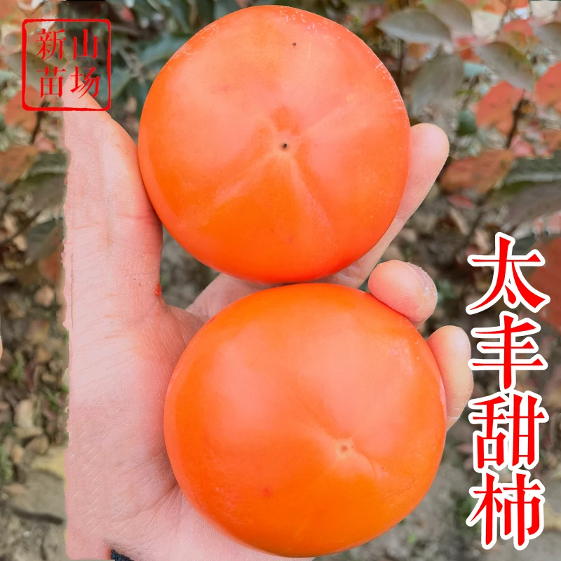 【太丰甜柿苗】新品种1年裸根苗 晚熟太秋脆甜柿子树苗易管理