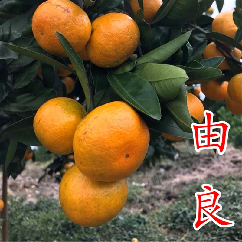 【由良蜜桔苗】无核黄岩涌泉蜜橘早熟宫川本地早大分早生柑橘子树苗