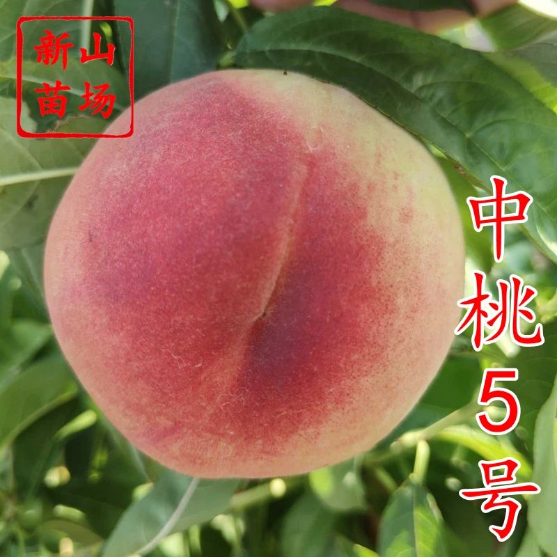 【中桃5号桃苗】7月上熟外观好郑果所新品种中桃五号桃子树苗