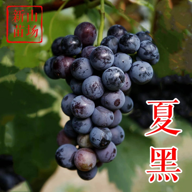 【夏黑葡萄苗】天然无核7月熟抗病性好露天种口感经典日本葡萄树苗
