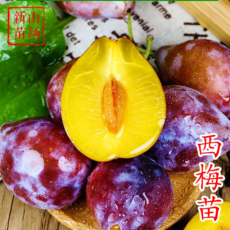 【西梅苗】法兰西卯爷女神蓝蜜艾琳娜斯坦勒红喜皇后理查德西梅树苗