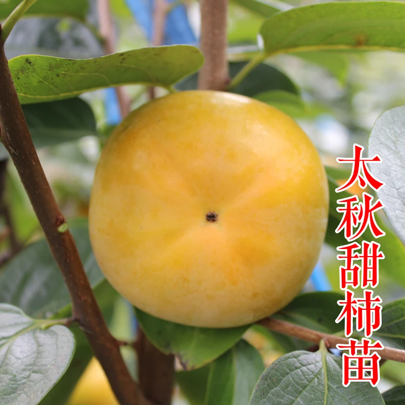 【太秋甜柿苗】日本大秋脆甜柿子树苗摘下可吃大秋嫁接裸根杯苗