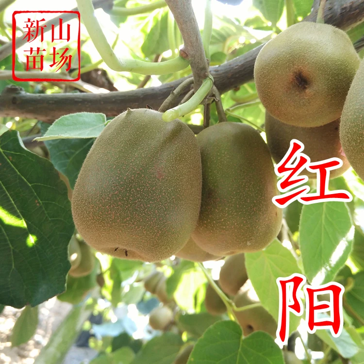 【红心猕猴桃树苗】红阳红肉金红50红什东红奇异莓爬藤猕猴桃苗