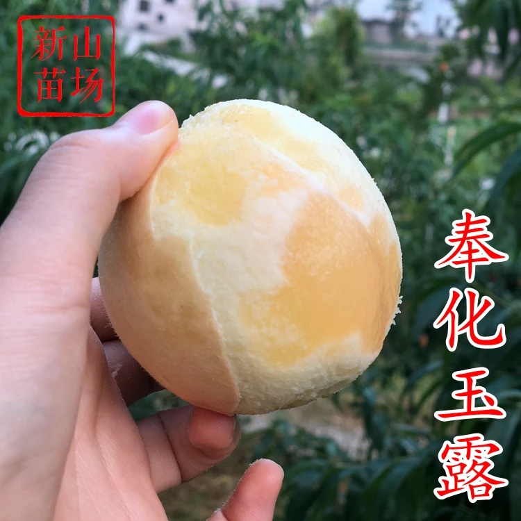 【奉化玉露桃苗】经典老品种奉化水蜜桃代表品种优质嫁接桃子树苗