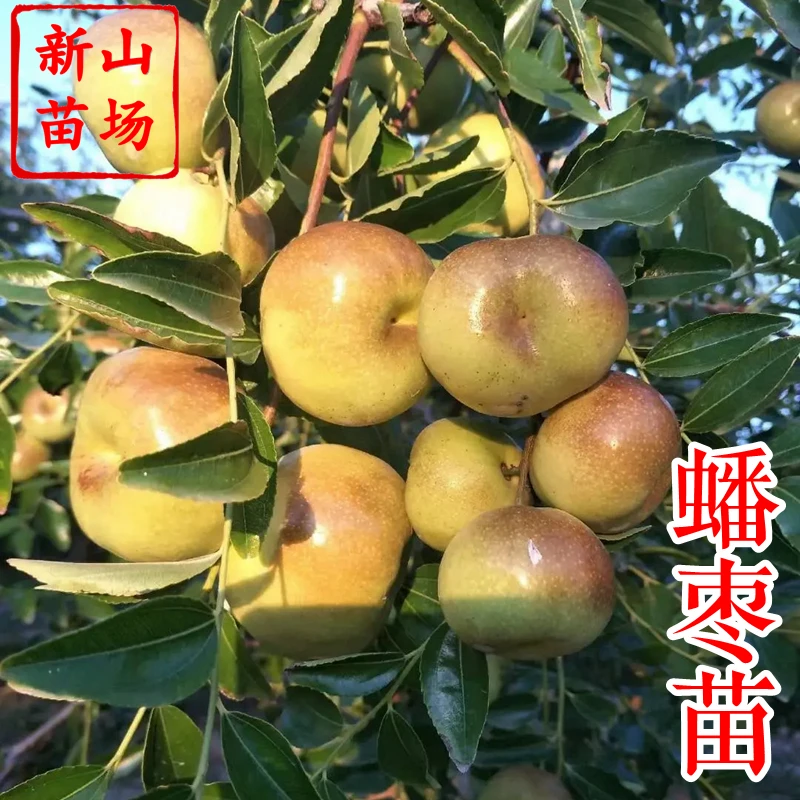 【蟠枣树苗】扁枣龙蟠冬枣口感好自花结果花谢后环剥结果更好