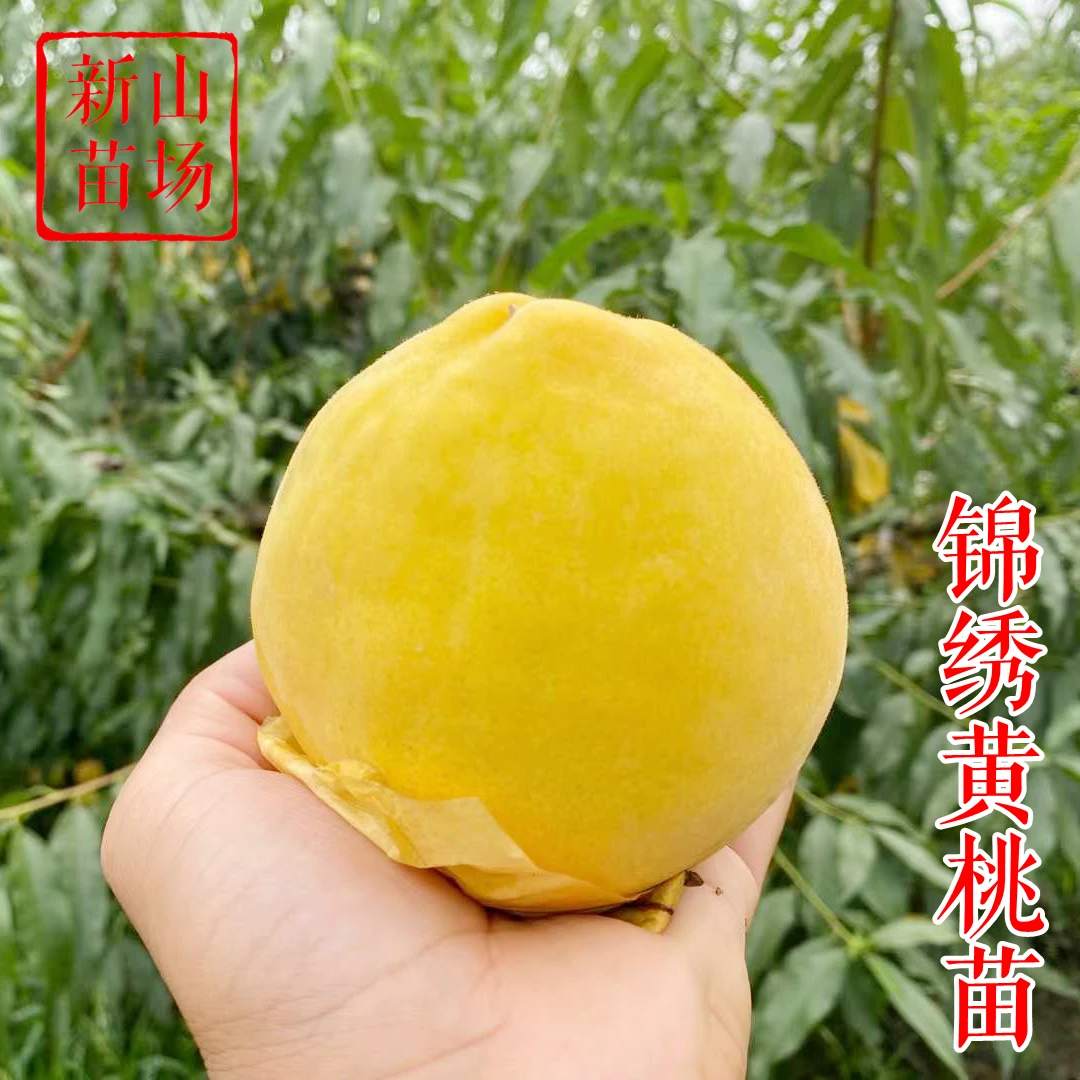【锦绣黄桃树苗】正宗嫁接嘉善上海奉贤炎陵黄桃子树苗 新山苗场
