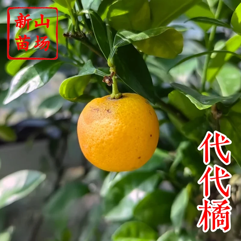 【代代苗】代代桔不可鲜食泡茶一树多代果花果两用柑橘子树苗