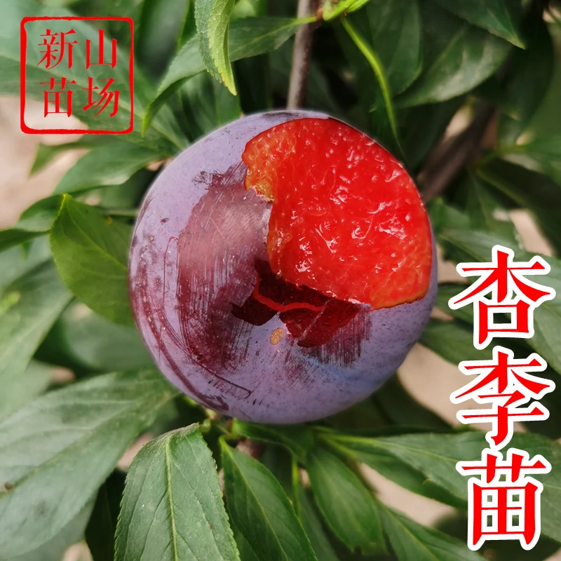 【杏李树苗】恐龙蛋味帝风味玫瑰味厚味馨味王红香妃美国杏李子树苗