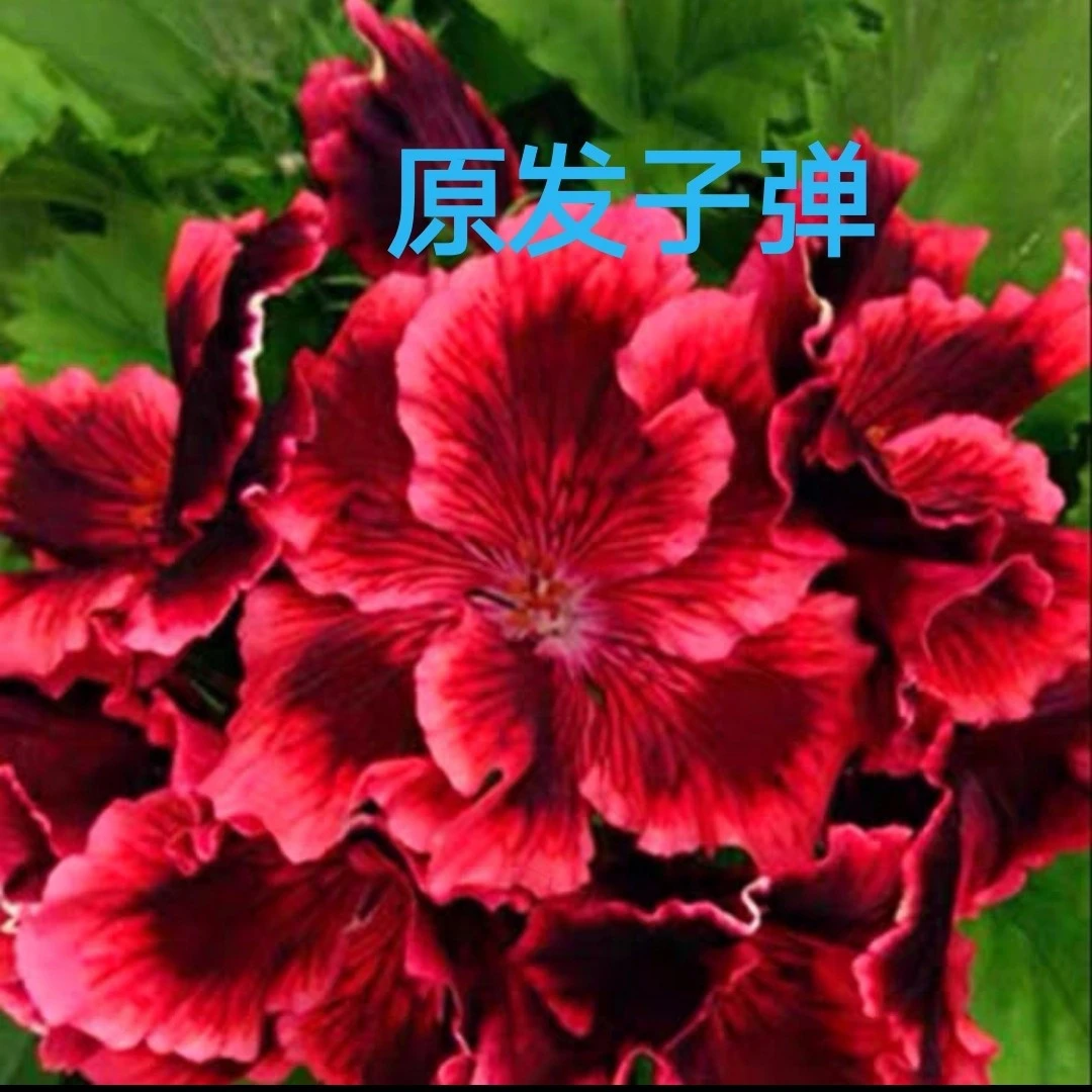 大花天蝴蝶梅原发子弹小苗