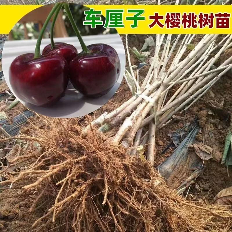 【基地直发】大樱桃树苗好栽种好成活南北方种植果苗