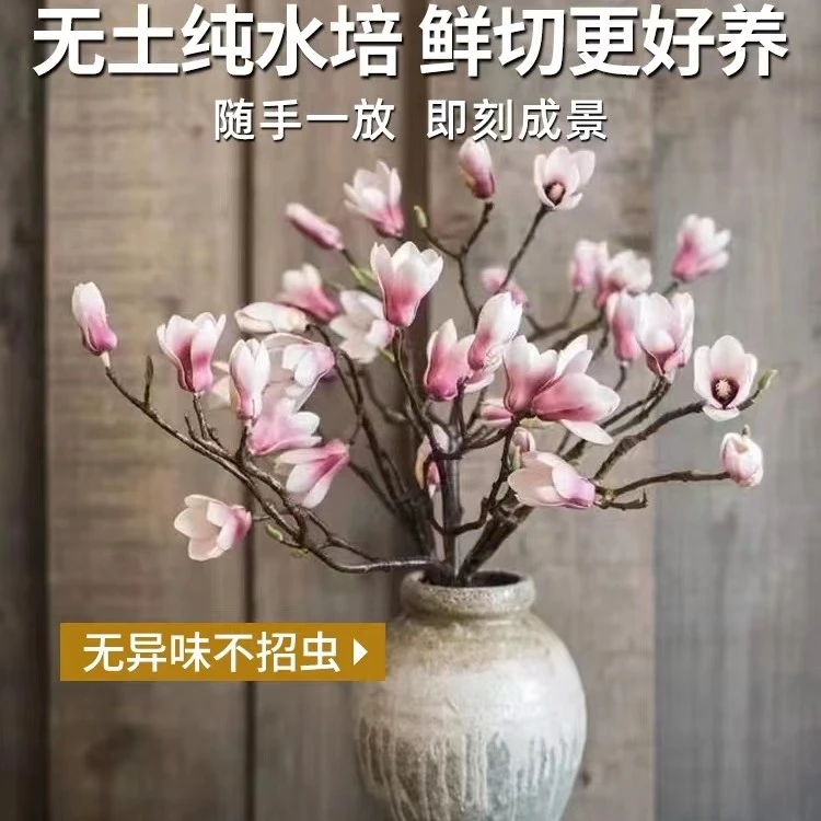 【遇水开花】水培玉兰干枝带花苞插水开花绿植好养室内浓香型客厅