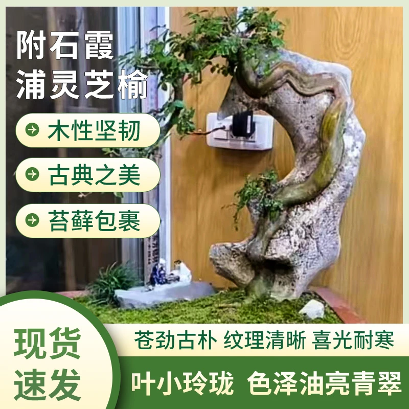 网红款附石小叶榔榆